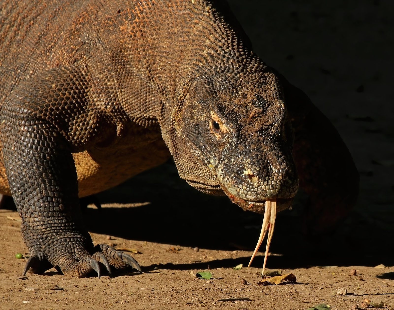 A Komodo dragon (Varanus komodoensis) in Komodo National Park, Indonesia, the largest living lizard species, formally described by Western science in 1912.